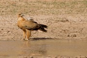 Tawny eagle at the waterhole
